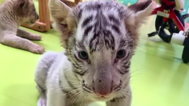 Cute cute tiger baby