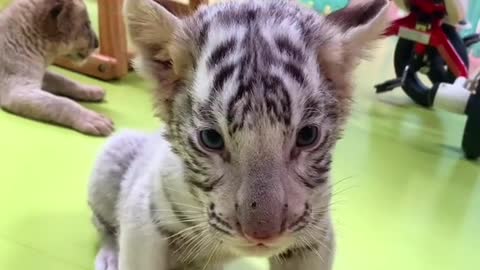 Cute cute tiger baby