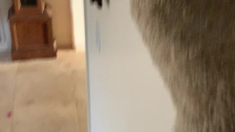 Cute cat on the stairs
