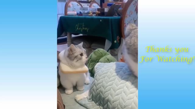 Humorous Cat and Dog