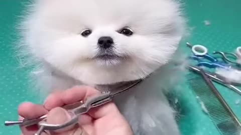 Cute Baby Dog