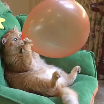 wait it🤣😂🫢#foryou #foryoupage #funnyvideos #cat
