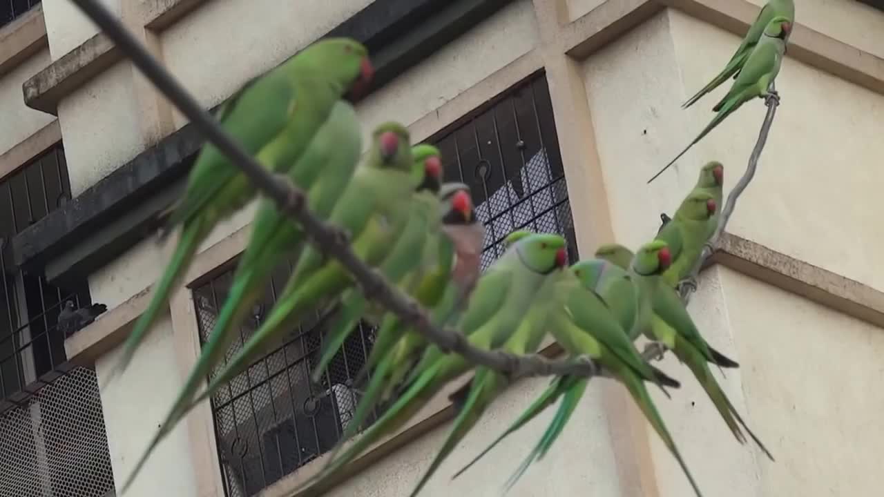 These group of birds...