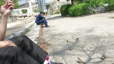 ㅅㅅ How to Get Birds to Eat Out of Your Hand ㅅㅅ