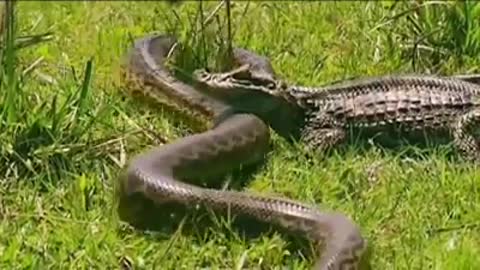 Anaconda Vs Crocodile Big Fight 2018