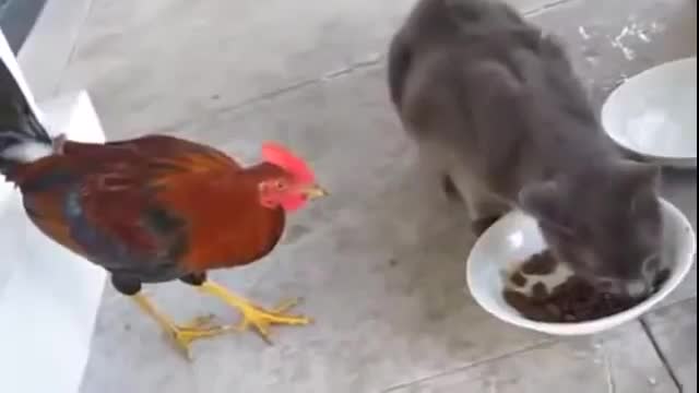 Funny Animals | Sharing is Caring | Cute Interaction