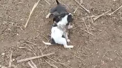 Little dogs fighting