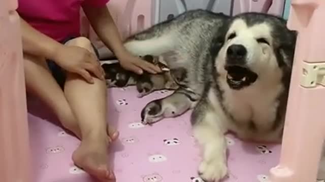 Cute animal, Smart animal, funny animals, animal, smart dog, funny dog, animal tiktok,