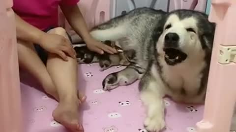 Cute animal, Smart animal, funny animals, animal, smart dog, funny dog, animal tiktok,