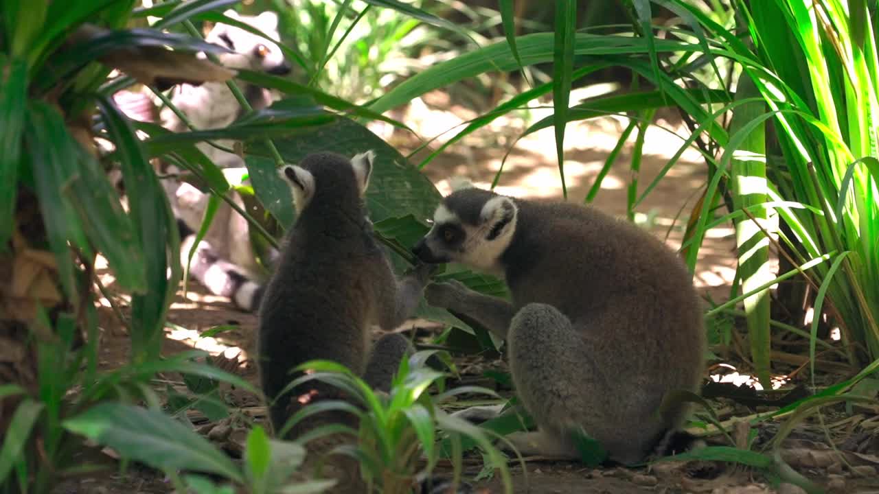 The Group of Lemurs Eating Leaves Outdoors