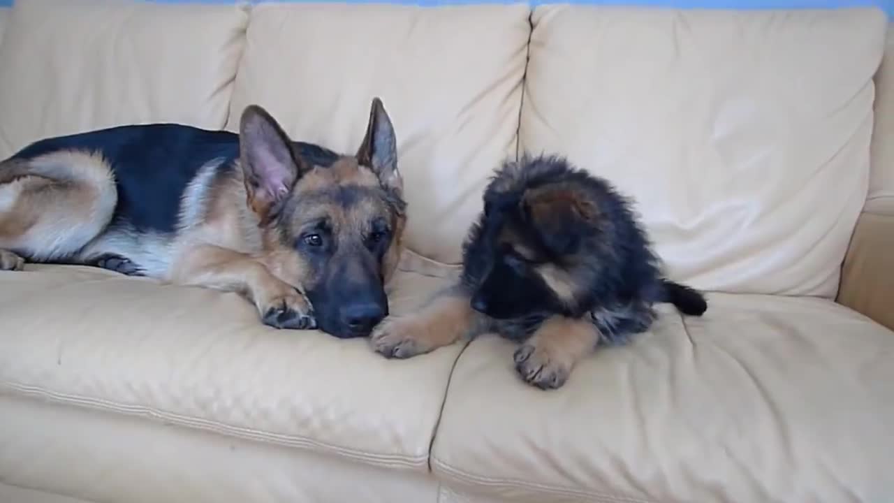 German Shepherd and Puppy Playing On Couch