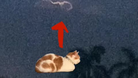 Cat loaf on cloud