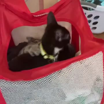 Kitties having a blast in the laundry basket