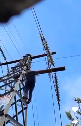 🤣 Come on everybody! Take the Biden voter challenge!