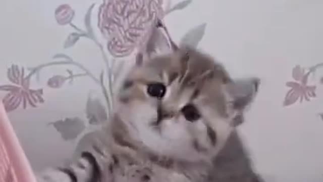 FRUSTRATED CAT GIVES UP