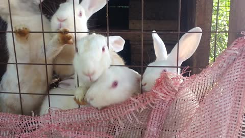 Attention Starved Bunnies