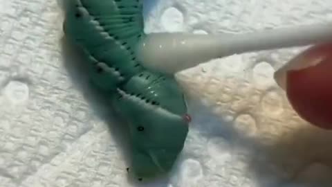 You Thought He Was Helping