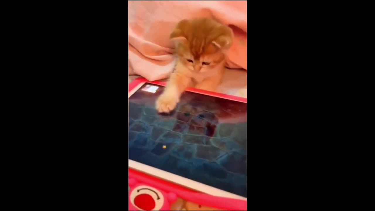 Funny animals - Funny cats _ dogs - Funny animal videos 2023 - Part 6_Haypyy Pett