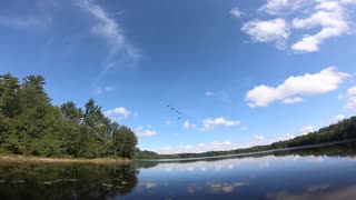 Canada Geese