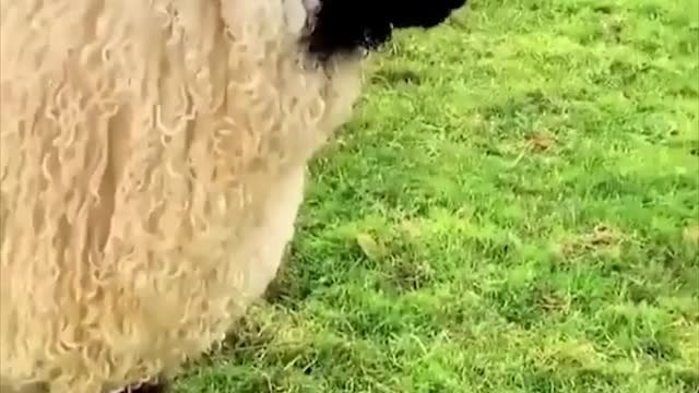 Snack time for this little sheep in Ireland | Cool Pets