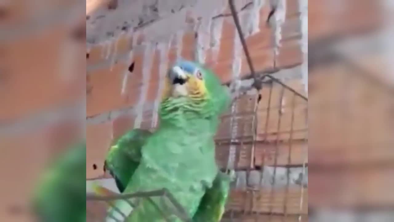 Police parrot