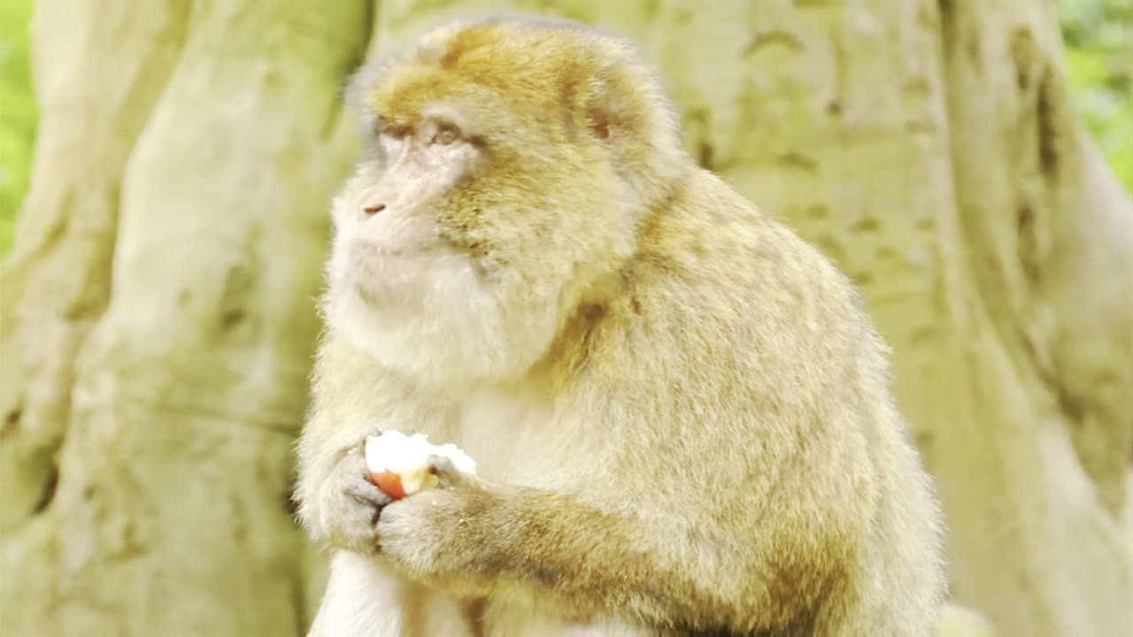 Cute & Funny Monkey