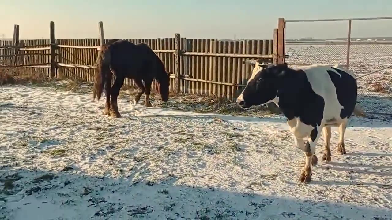 Удивительные случаи с КОРОВАМИ, снятые на видео.mp4