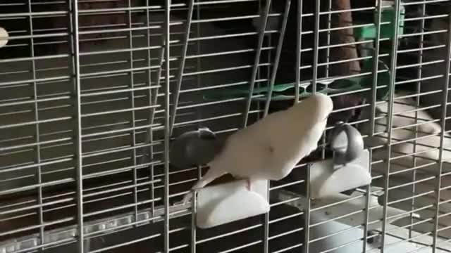 Bird, just being a bird