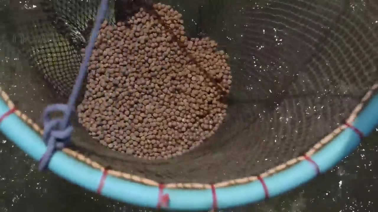 Amazing Tilapia Farm - Tilapia Fish Harvesting technology - Automatic Fish Processing Line Machine
