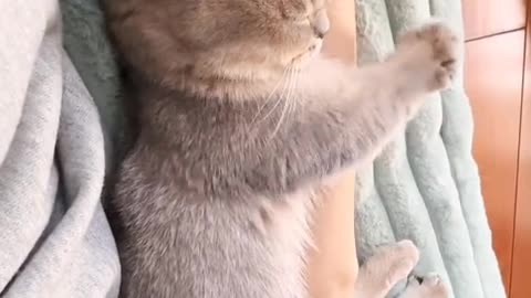 Grandma has a beloved kitten at home