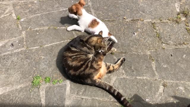 Cat Ovenmitt is still gives lessons on manners towards cats to puppy