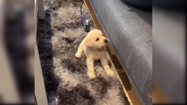 Dog King