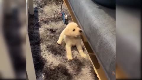 Dog King