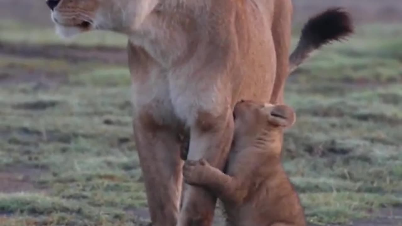 Lion cubs wanting milk