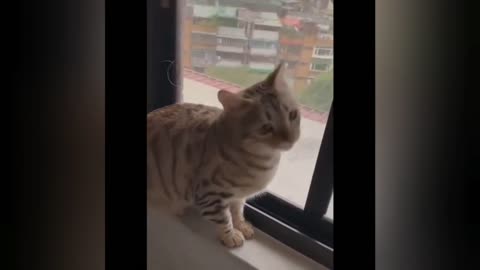 Funny cat vídeos 🤩 principais vídeos da semanas