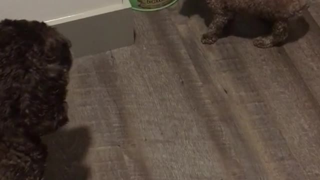 Small fluffy dog eats out of blue bowl while others dog watch