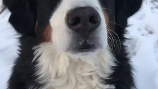 German shepherd darts eyes back and forth in snow