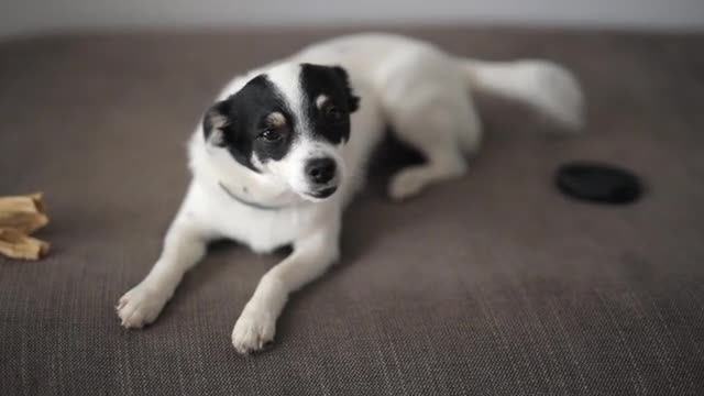 Dog Jumping Towards Her Master