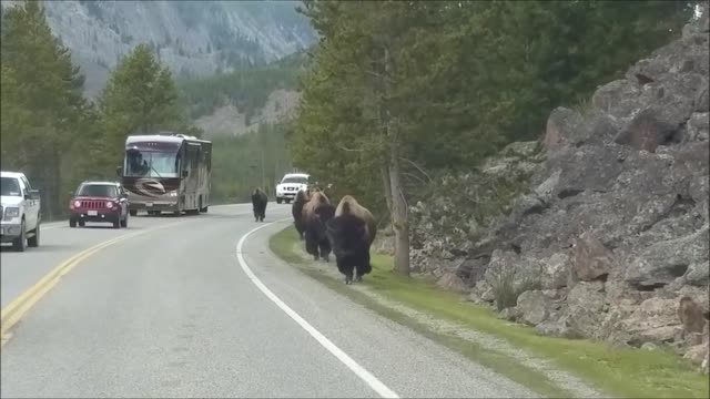 Check Out The Yellowstone Bison Herd Running Towards The Vehicle