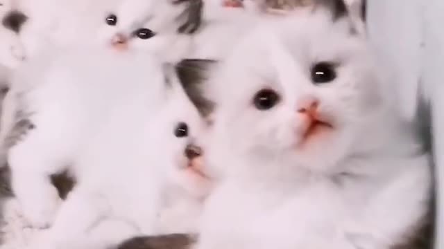 Funny cat videos