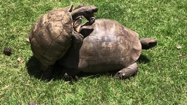 turtles making love