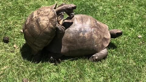 turtles making love