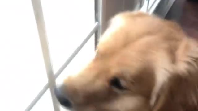 Golden Retriever Barking At Squirrel 🐶