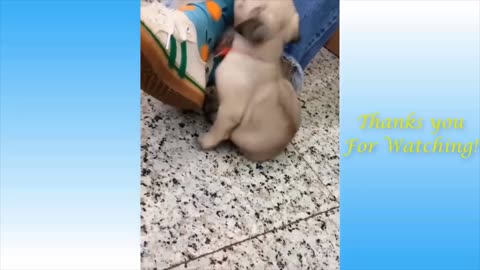 funny cats and dogs compilation, very cute, naughty and funny pets