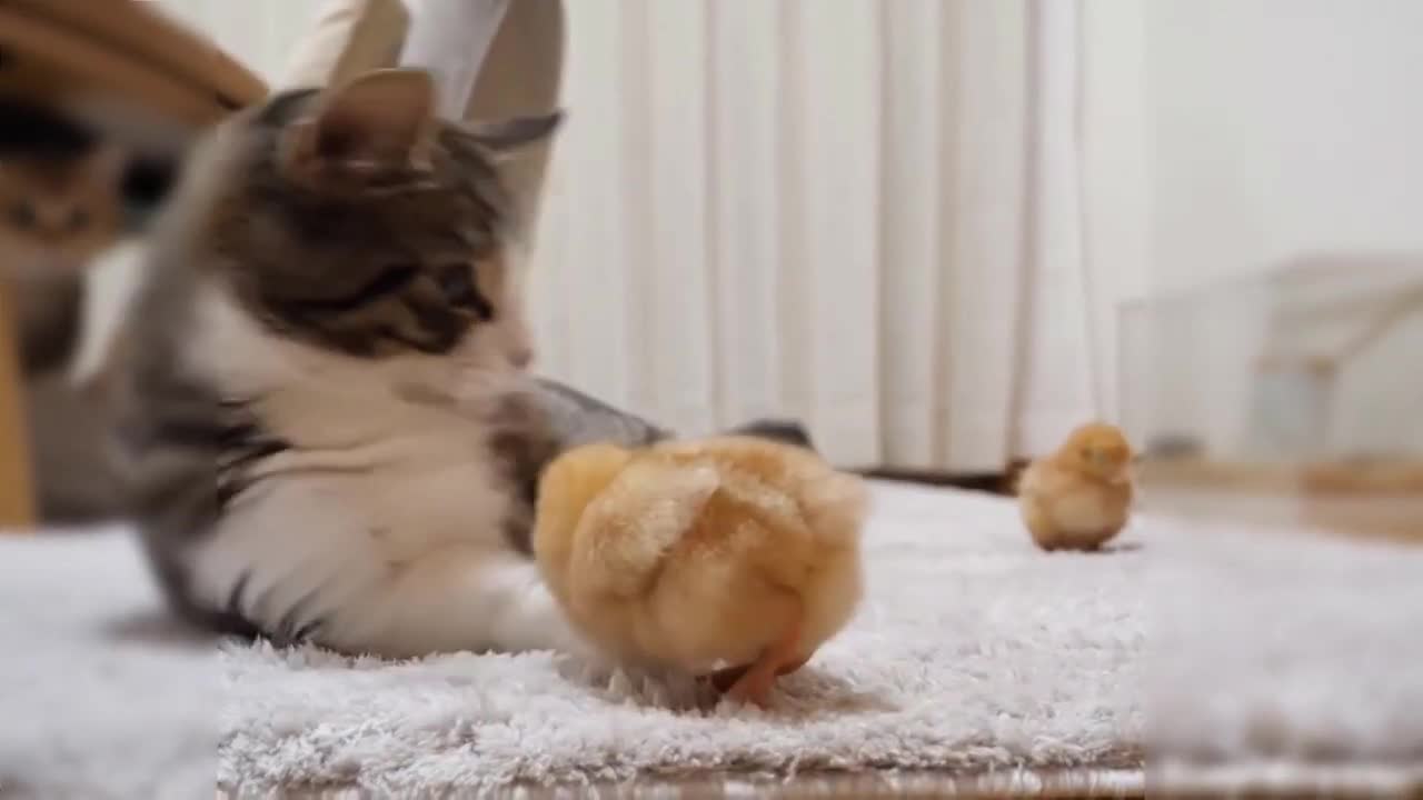 Kitten Playing with Chicks Funny Video