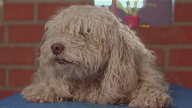 A dog waiting for a haircut