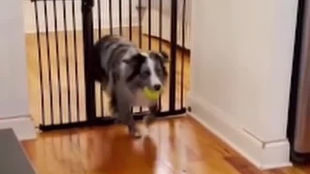 This Dog Has The Ability To Walk Through Walls!