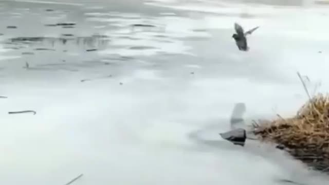 Funny Bird