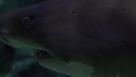 Close-up Footage Of A Shark Underwater