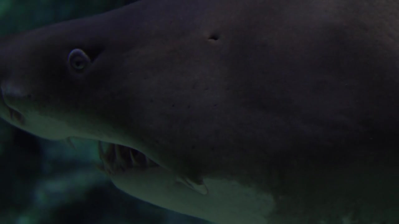 Close-up Footage Of A Shark Underwater